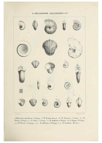 Reproducción/Reproduction 49434919646: Histoire naturelle, générale et particulière des céphalopodes acétabuifères viants, et fossiles :. Paris :Impr. de A. Lacour,1835-1848.. 