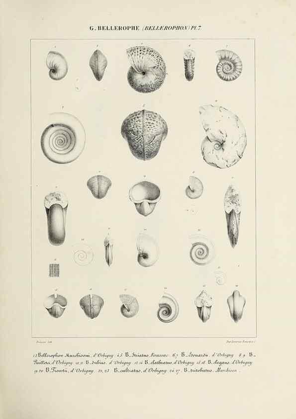 Reproducción/Reproduction 49434919646: Histoire naturelle, générale et particulière des céphalopodes acétabuifères viants, et fossiles :. Paris :Impr. de A. Lacour,1835-1848.. 