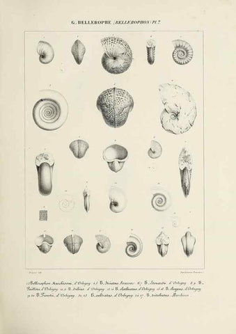 Reproducción/Reproduction 49434919646: Histoire naturelle, générale et particulière des céphalopodes acétabuifères viants, et fossiles :. Paris :Impr. de A. Lacour,1835-1848.. 