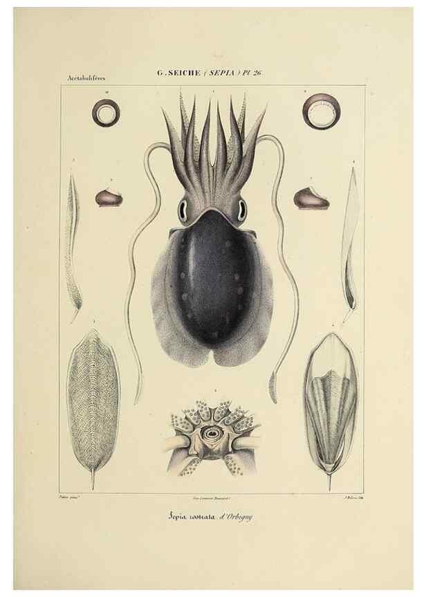 Reproducción/Reproduction 49434932286: Histoire naturelle, générale et particulière des céphalopodes acétabuifères viants, et fossiles :. Paris :Impr. de A. Lacour,1835-1848.. 