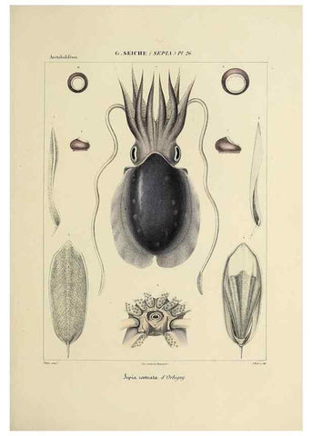 Reproducción/Reproduction 49434932286: Histoire naturelle, générale et particulière des céphalopodes acétabuifères viants, et fossiles :. Paris :Impr. de A. Lacour,1835-1848.. 
