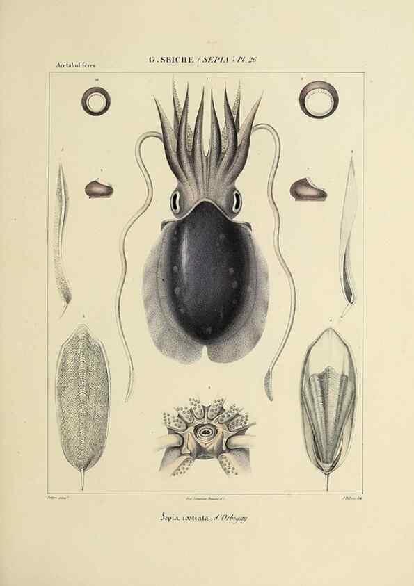 Reproducción/Reproduction 49434932286: Histoire naturelle, générale et particulière des céphalopodes acétabuifères viants, et fossiles :. Paris :Impr. de A. Lacour,1835-1848.. 