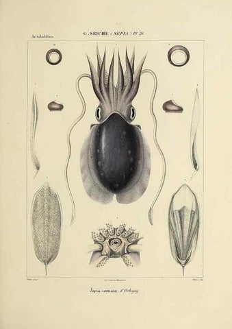 Reproducción/Reproduction 49434932286: Histoire naturelle, générale et particulière des céphalopodes acétabuifères viants, et fossiles :. Paris :Impr. de A. Lacour,1835-1848.. 