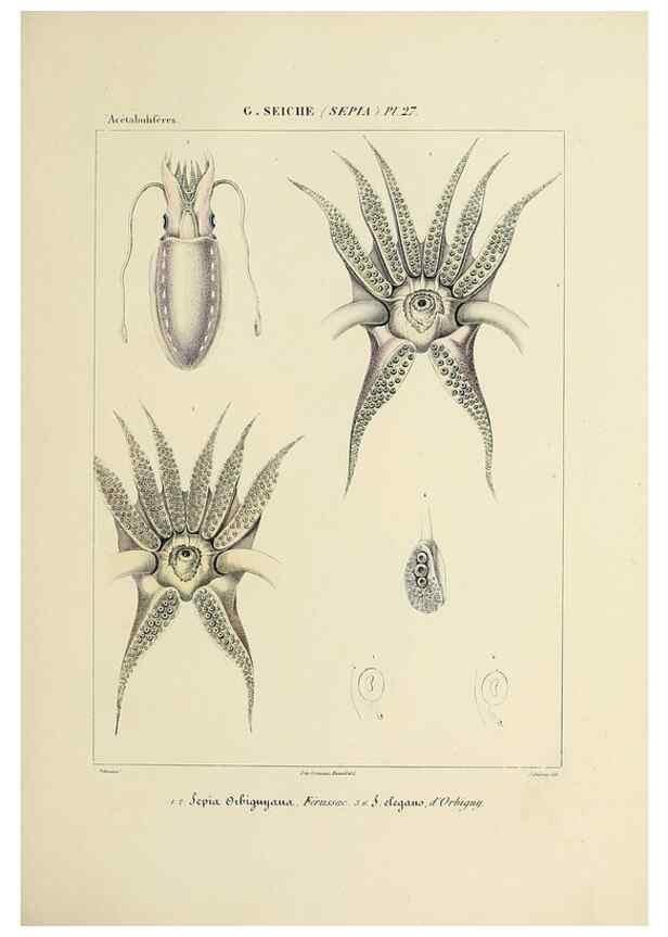 Reproducción/Reproduction 49435154527: Histoire naturelle, générale et particulière des céphalopodes acétabuifères viants, et fossiles :. Paris :Impr. de A. Lacour,1835-1848.. 