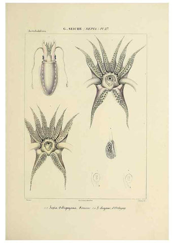 Reproducción/Reproduction 49435154527: Histoire naturelle, générale et particulière des céphalopodes acétabuifères viants, et fossiles :. Paris :Impr. de A. Lacour,1835-1848.. 