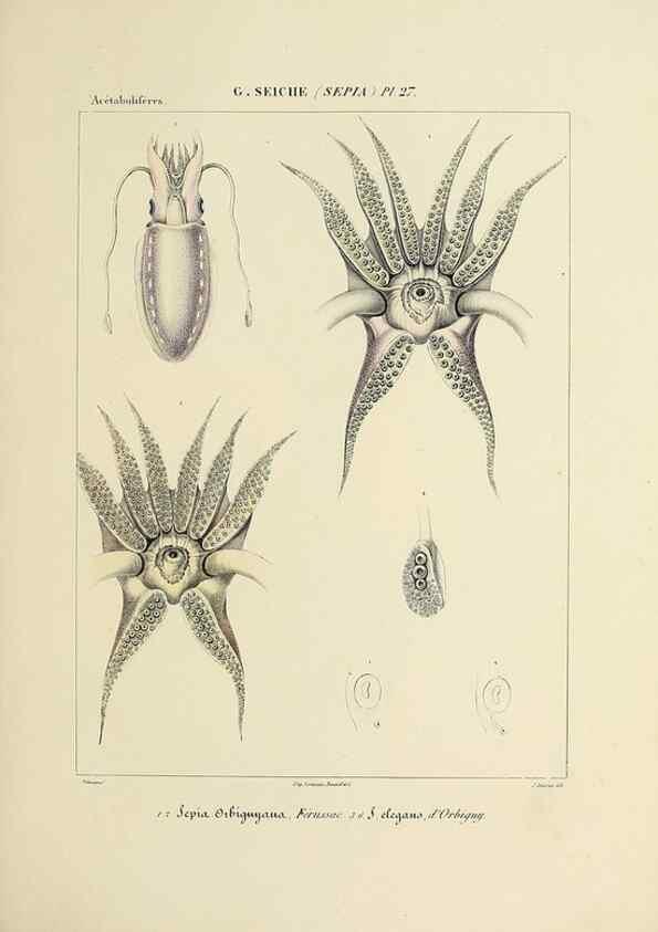 Reproducción/Reproduction 49435154527: Histoire naturelle, générale et particulière des céphalopodes acétabuifères viants, et fossiles :. Paris :Impr. de A. Lacour,1835-1848.. 