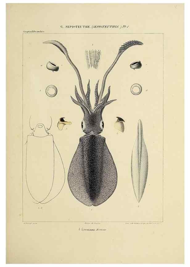 Reproducción/Reproduction 49434933096: Histoire naturelle, générale et particulière des céphalopodes acétabuifères viants, et fossiles :. Paris :Impr. de A. Lacour,1835-1848.. 