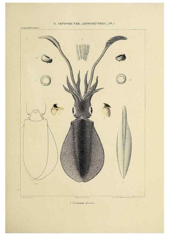 Reproducción/Reproduction 49434933096: Histoire naturelle, générale et particulière des céphalopodes acétabuifères viants, et fossiles :. Paris :Impr. de A. Lacour,1835-1848.. 