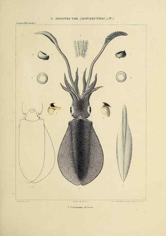 Reproducción/Reproduction 49434933096: Histoire naturelle, générale et particulière des céphalopodes acétabuifères viants, et fossiles :. Paris :Impr. de A. Lacour,1835-1848.. 