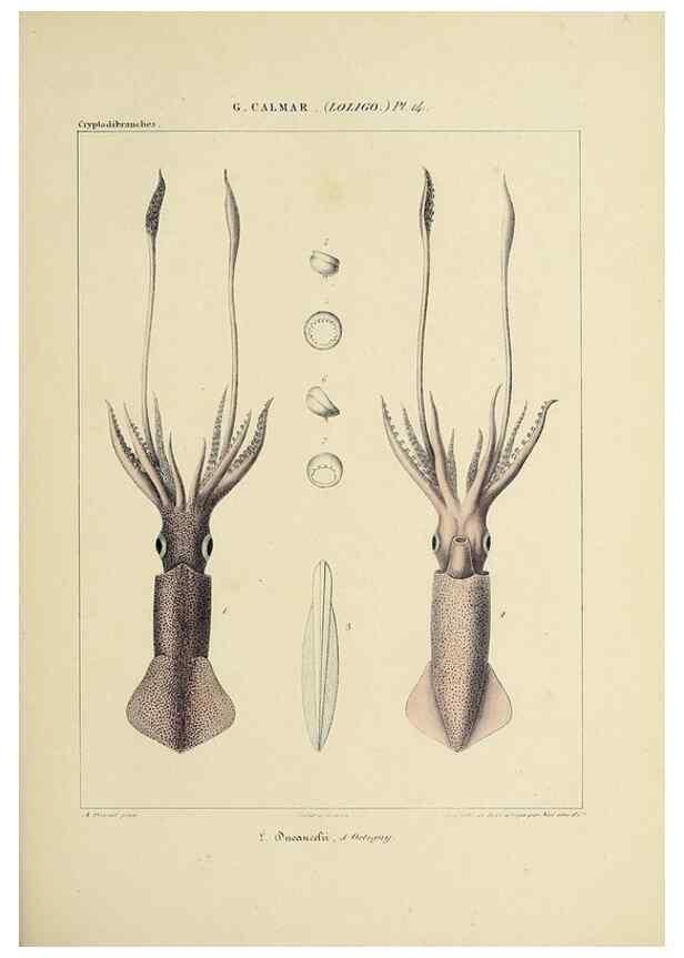 Reproducción/Reproduction 49434466108: Histoire naturelle, générale et particulière des céphalopodes acétabuifères viants, et fossiles :. Paris :Impr. de A. Lacour,1835-1848.. 