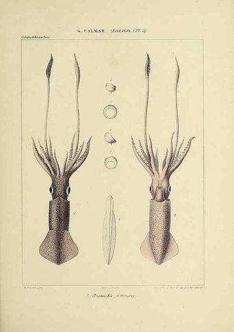Reproducción/Reproduction 49434466108: Histoire naturelle, générale et particulière des céphalopodes acétabuifères viants, et fossiles :. Paris :Impr. de A. Lacour,1835-1848.. 