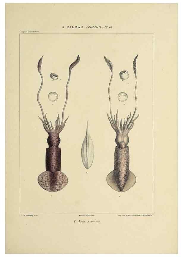 Reproducción/Reproduction 49434940746: Histoire naturelle, générale et particulière des céphalopodes acétabuifères viants, et fossiles :. Paris :Impr. de A. Lacour,1835-1848.. 