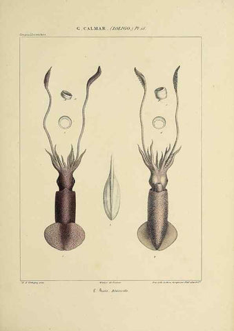 Reproducción/Reproduction 49434940746: Histoire naturelle, générale et particulière des céphalopodes acétabuifères viants, et fossiles :. Paris :Impr. de A. Lacour,1835-1848.. 