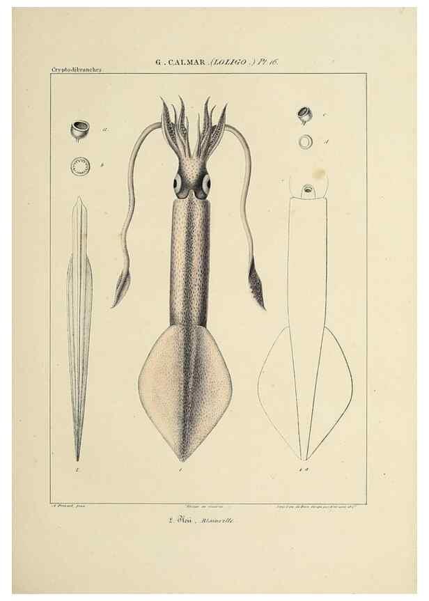 Reproducción/Reproduction 49434941051: Histoire naturelle, générale et particulière des céphalopodes acétabuifères viants, et fossiles :. Paris :Impr. de A. Lacour,1835-1848.. 