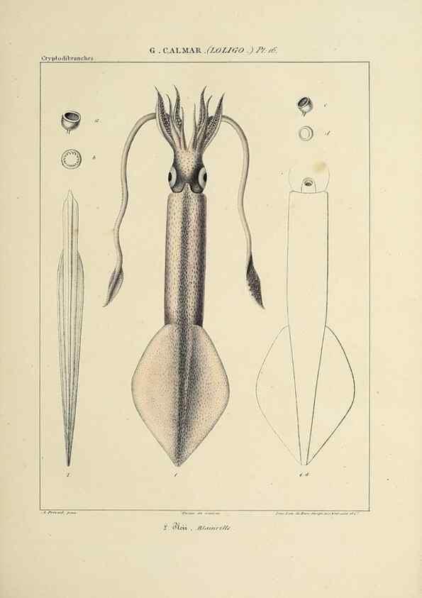 Reproducción/Reproduction 49434941051: Histoire naturelle, générale et particulière des céphalopodes acétabuifères viants, et fossiles :. Paris :Impr. de A. Lacour,1835-1848.. 