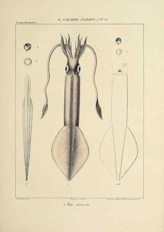 Reproducción/Reproduction 49434941051: Histoire naturelle, générale et particulière des céphalopodes acétabuifères viants, et fossiles :. Paris :Impr. de A. Lacour,1835-1848.. 