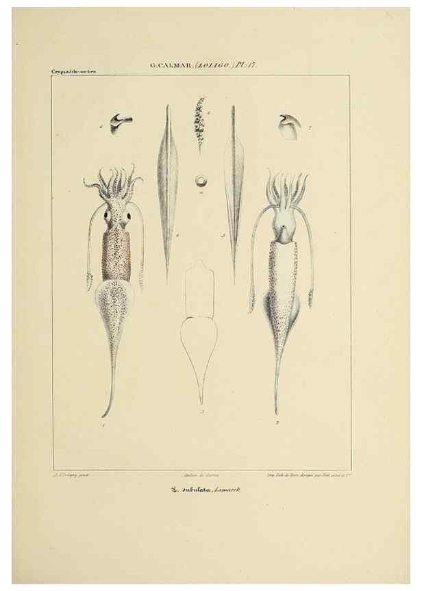Reproducción/Reproduction 49434941441: Histoire naturelle, générale et particulière des céphalopodes acétabuifères viants, et fossiles :. Paris :Impr. de A. Lacour,1835-1848.. 