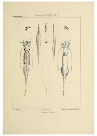 Reproducción/Reproduction 49434941441: Histoire naturelle, générale et particulière des céphalopodes acétabuifères viants, et fossiles :. Paris :Impr. de A. Lacour,1835-1848.. 