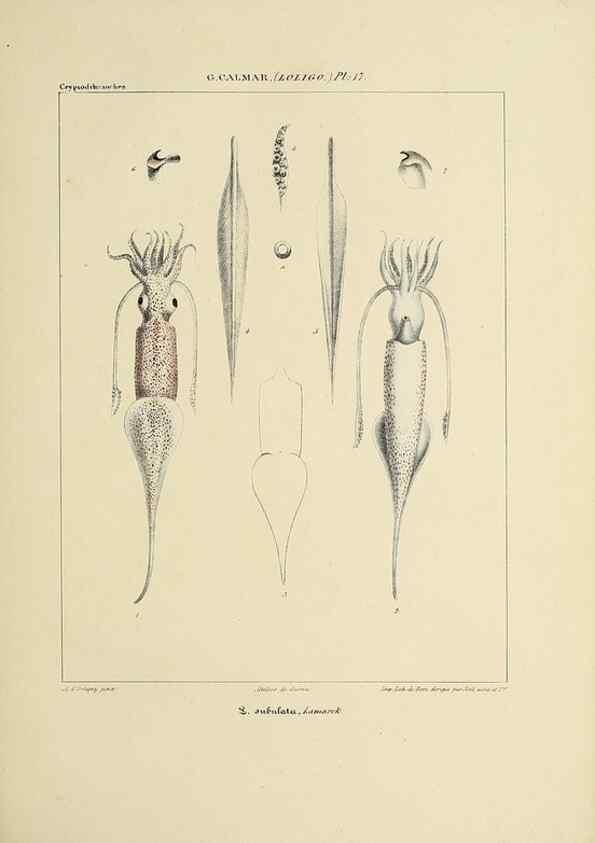 Reproducción/Reproduction 49434941441: Histoire naturelle, générale et particulière des céphalopodes acétabuifères viants, et fossiles :. Paris :Impr. de A. Lacour,1835-1848.. 