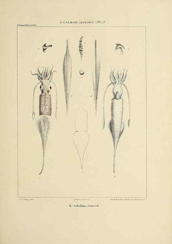 Reproducción/Reproduction 49434941441: Histoire naturelle, générale et particulière des céphalopodes acétabuifères viants, et fossiles :. Paris :Impr. de A. Lacour,1835-1848.. 