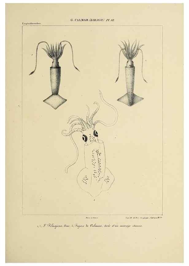 Reproducción/Reproduction 49435164057: Histoire naturelle, générale et particulière des céphalopodes acétabuifères viants, et fossiles :. Paris :Impr. de A. Lacour,1835-1848.. 