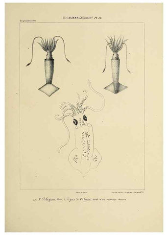 Reproducción/Reproduction 49435164057: Histoire naturelle, générale et particulière des céphalopodes acétabuifères viants, et fossiles :. Paris :Impr. de A. Lacour,1835-1848.. 