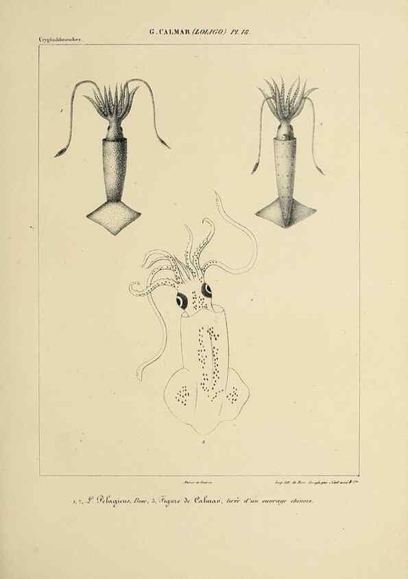 Reproducción/Reproduction 49435164057: Histoire naturelle, générale et particulière des céphalopodes acétabuifères viants, et fossiles :. Paris :Impr. de A. Lacour,1835-1848.. 