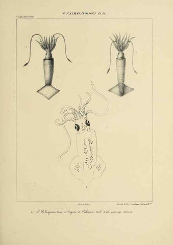 Reproducción/Reproduction 49435164057: Histoire naturelle, générale et particulière des céphalopodes acétabuifères viants, et fossiles :. Paris :Impr. de A. Lacour,1835-1848.. 
