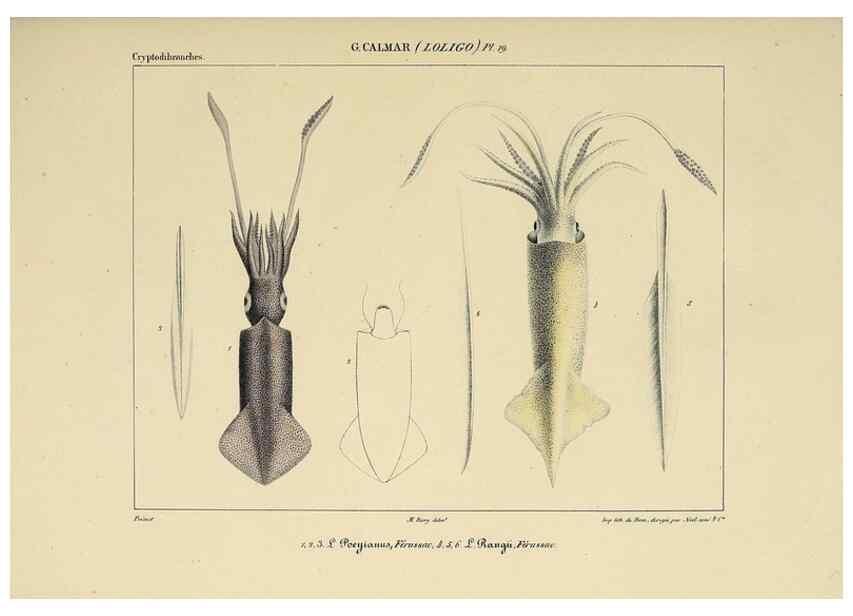 Reproducción/Reproduction 49434468013: Histoire naturelle, générale et particulière des céphalopodes acétabuifères viants, et fossiles :. Paris :Impr. de A. Lacour,1835-1848.. 