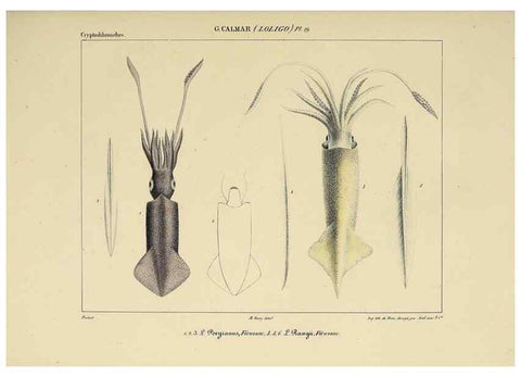 Reproducción/Reproduction 49434468013: Histoire naturelle, générale et particulière des céphalopodes acétabuifères viants, et fossiles :. Paris :Impr. de A. Lacour,1835-1848.. 