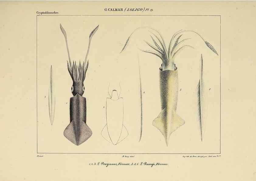 Reproducción/Reproduction 49434468013: Histoire naturelle, générale et particulière des céphalopodes acétabuifères viants, et fossiles :. Paris :Impr. de A. Lacour,1835-1848.. 