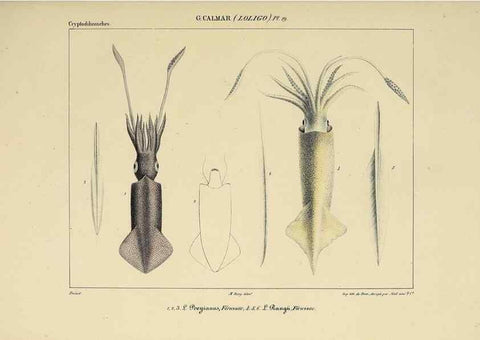 Reproducción/Reproduction 49434468013: Histoire naturelle, générale et particulière des céphalopodes acétabuifères viants, et fossiles :. Paris :Impr. de A. Lacour,1835-1848.. 