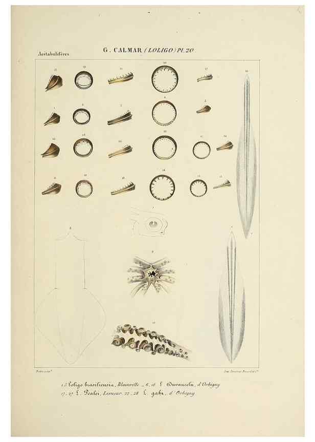 Reproducción/Reproduction 49434468328: Histoire naturelle, générale et particulière des céphalopodes acétabuifères viants, et fossiles :. Paris :Impr. de A. Lacour,1835-1848.. 