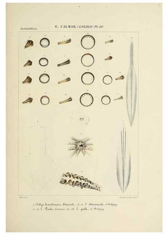 Reproducción/Reproduction 49434468328: Histoire naturelle, générale et particulière des céphalopodes acétabuifères viants, et fossiles :. Paris :Impr. de A. Lacour,1835-1848.. 