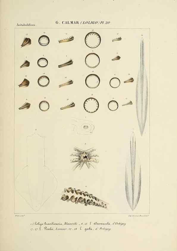 Reproducción/Reproduction 49434468328: Histoire naturelle, générale et particulière des céphalopodes acétabuifères viants, et fossiles :. Paris :Impr. de A. Lacour,1835-1848.. 