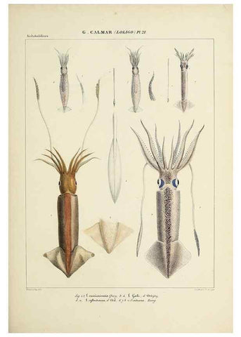 Reproducción/Reproduction 49434942871: Histoire naturelle, générale et particulière des céphalopodes acétabuifères viants, et fossiles :. Paris :Impr. de A. Lacour,1835-1848.. 