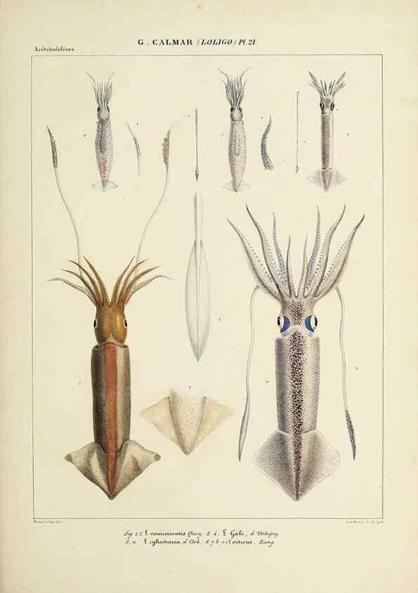Reproducción/Reproduction 49434942871: Histoire naturelle, générale et particulière des céphalopodes acétabuifères viants, et fossiles :. Paris :Impr. de A. Lacour,1835-1848.. 