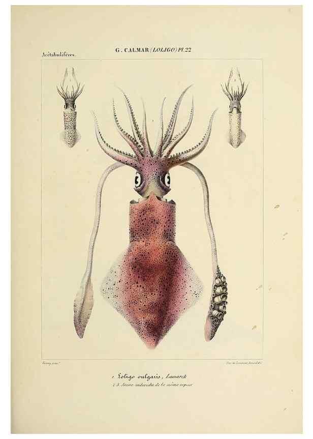 Reproducción/Reproduction 49434943241: Histoire naturelle, générale et particulière des céphalopodes acétabuifères viants, et fossiles :. Paris :Impr. de A. Lacour,1835-1848.. 