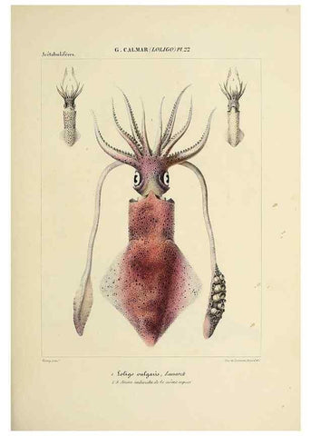 Reproducción/Reproduction 49434943241: Histoire naturelle, générale et particulière des céphalopodes acétabuifères viants, et fossiles :. Paris :Impr. de A. Lacour,1835-1848.. 