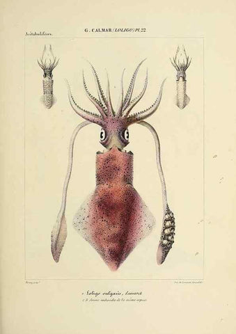 Reproducción/Reproduction 49434943241: Histoire naturelle, générale et particulière des céphalopodes acétabuifères viants, et fossiles :. Paris :Impr. de A. Lacour,1835-1848.. 