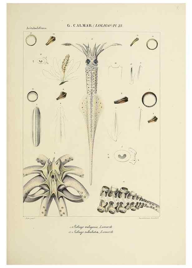Reproducción/Reproduction 49434469258: Histoire naturelle, générale et particulière des céphalopodes acétabuifères viants, et fossiles :. Paris :Impr. de A. Lacour,1835-1848.. 