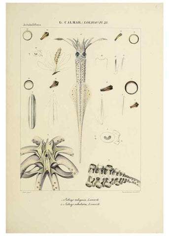 Reproducción/Reproduction 49434469258: Histoire naturelle, générale et particulière des céphalopodes acétabuifères viants, et fossiles :. Paris :Impr. de A. Lacour,1835-1848.. 