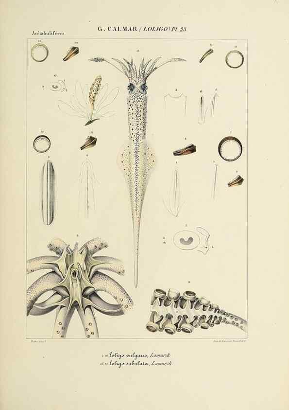 Reproducción/Reproduction 49434469258: Histoire naturelle, générale et particulière des céphalopodes acétabuifères viants, et fossiles :. Paris :Impr. de A. Lacour,1835-1848.. 