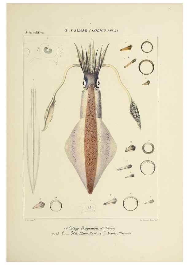 Reproducción/Reproduction 49434469563: Histoire naturelle, générale et particulière des céphalopodes acétabuifères viants, et fossiles :. Paris :Impr. de A. Lacour,1835-1848.. 