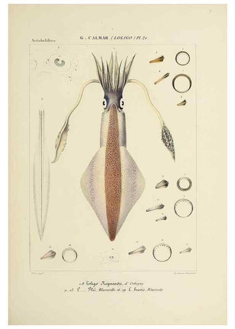 Reproducción/Reproduction 49434469563: Histoire naturelle, générale et particulière des céphalopodes acétabuifères viants, et fossiles :. Paris :Impr. de A. Lacour,1835-1848.. 