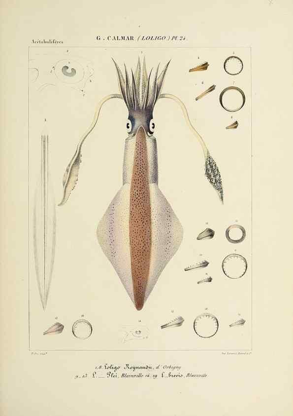 Reproducción/Reproduction 49434469563: Histoire naturelle, générale et particulière des céphalopodes acétabuifères viants, et fossiles :. Paris :Impr. de A. Lacour,1835-1848.. 