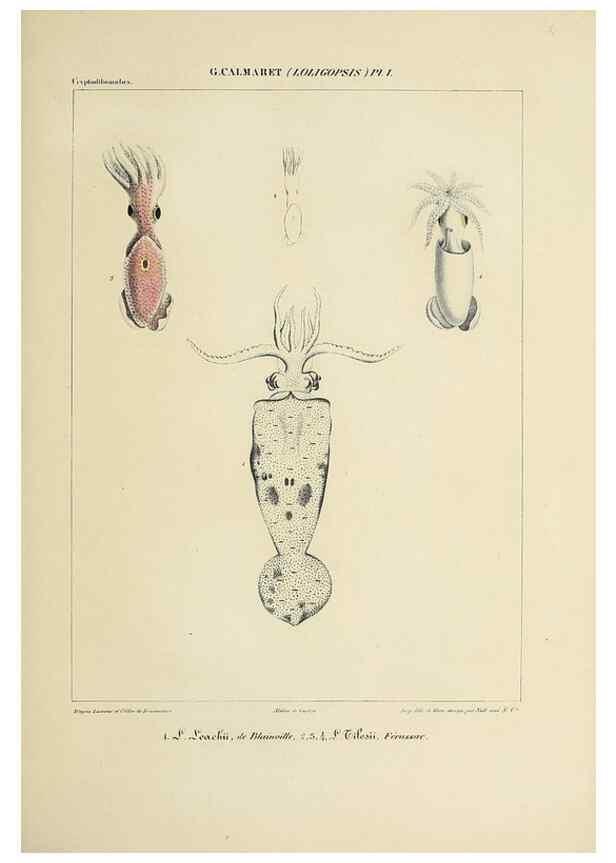 Reproducción/Reproduction 49435166342: Histoire naturelle, générale et particulière des céphalopodes acétabuifères viants, et fossiles :. Paris :Impr. de A. Lacour,1835-1848.. 
