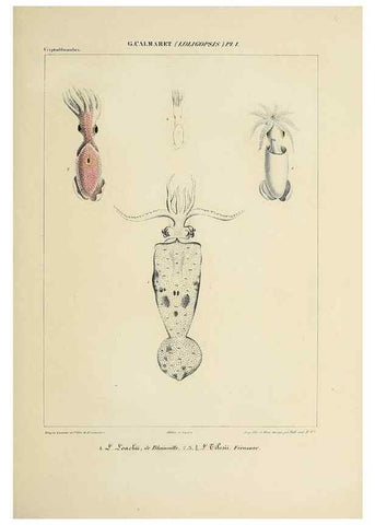 Reproducción/Reproduction 49435166342: Histoire naturelle, générale et particulière des céphalopodes acétabuifères viants, et fossiles :. Paris :Impr. de A. Lacour,1835-1848.. 