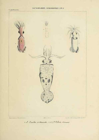 Reproducción/Reproduction 49435166342: Histoire naturelle, générale et particulière des céphalopodes acétabuifères viants, et fossiles :. Paris :Impr. de A. Lacour,1835-1848.. 