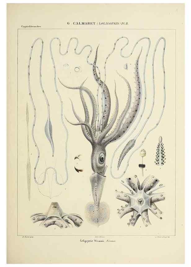 Reproducción/Reproduction 49434470248: Histoire naturelle, générale et particulière des céphalopodes acétabuifères viants, et fossiles :. Paris :Impr. de A. Lacour,1835-1848.. 